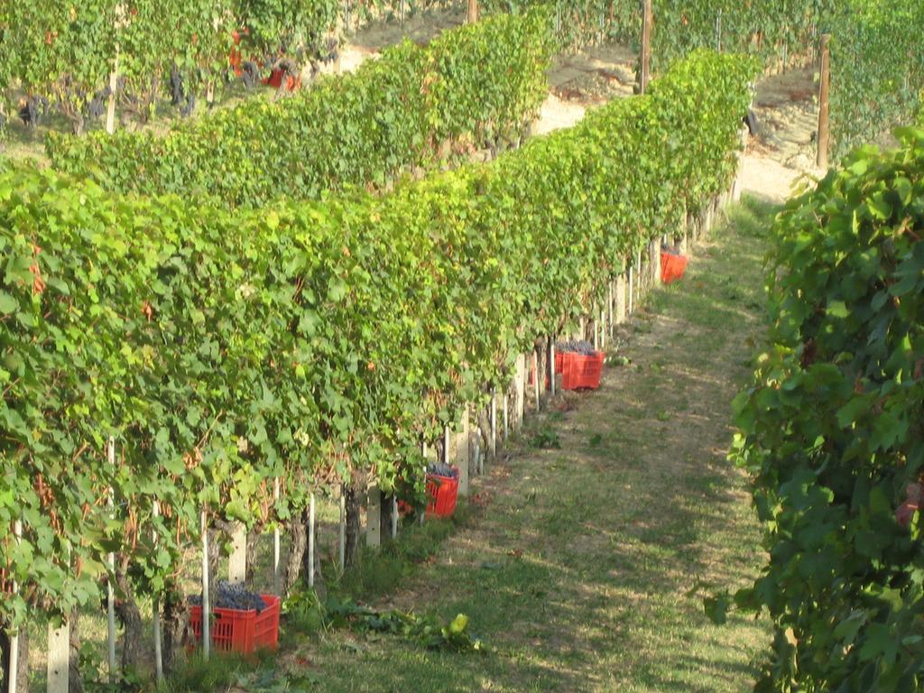 Agriturismo Il Ciabot บาโรโล ภายนอก รูปภาพ